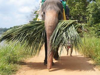 Elephants are abundant in Sri Lanka, and you can ride one bareback or in a seat around Sigiriya and Habarana. In Habarana, elephants walk around a man-made lake as mahouts, or elephant trainers, call out simple instructions and reward their charges with coconut leaves.