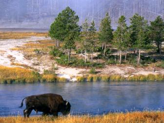 A bison grazes in Yellowstone National Park.
